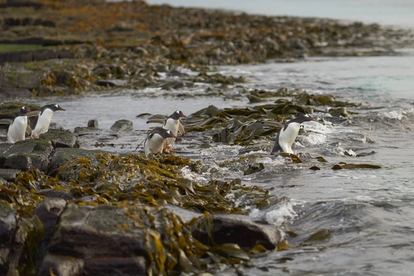 位于福克兰群岛布雷克岛的Gentoo Penguin Pygoscelis Papua 一大早在一个布满岩石的海藻的海滩上出海 — 图库照片