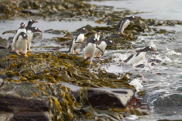 Gentoo Penguin Pygoscelis Papua Dirige Mar Temprano Mañana Una Playa —  Fotos de Stock