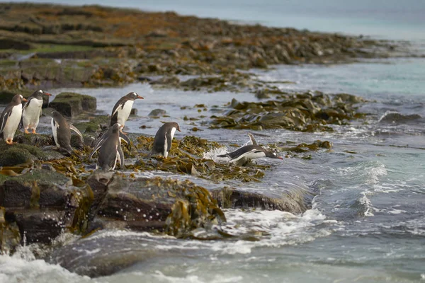 Gentoo Penguin Pygoscelis Papua Kieruje Się Morza Wcześnie Rano Skalistym — Zdjęcie stockowe