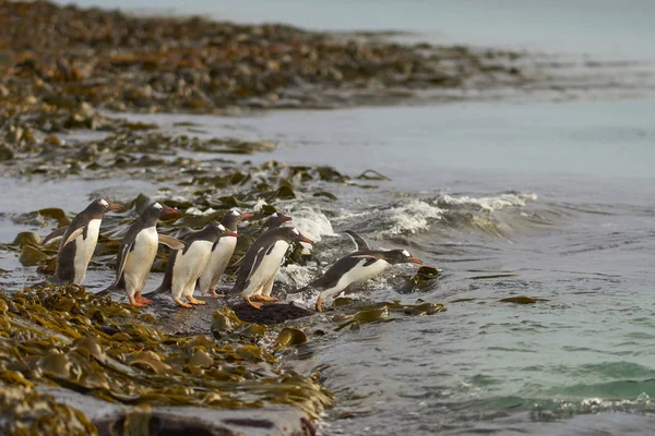 Gentoo Penguin Pygoscelis Papua Dirige Mar Temprano Mañana Una Playa —  Fotos de Stock