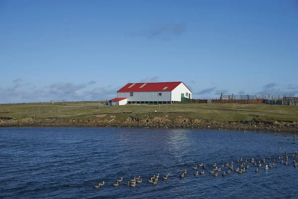 Farm Buildings Settlement Coast Bleaker Island Falkland Islands — Stock Photo, Image