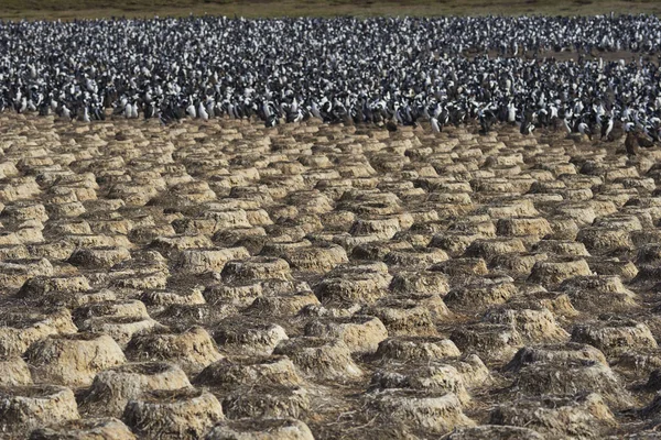 Gran Colonia Imperial Shag Phalacrocorax Atriceps Albiventer Isla Bleaker Las — Foto de Stock