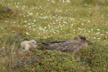 Yetişkin Falkland Skua (Catharacta antarctica) Falkland Adaları 'ndaki Bleaker Adası' nda bir çayırda civciv ile birlikte..