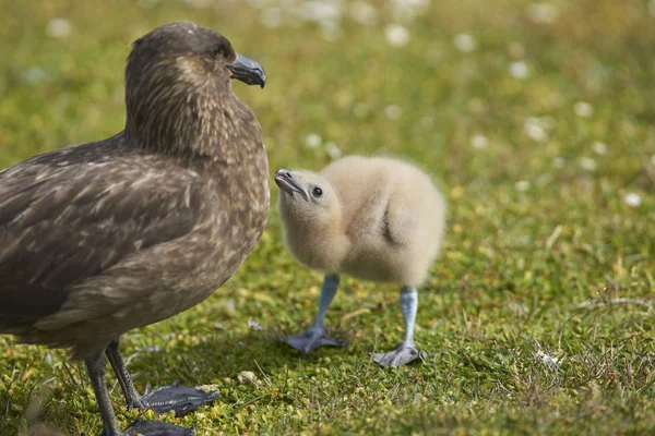 Adulto Falkland Skua Catharacta Antarctica Com Pintinho Prado Ilha Bleaker — Fotografia de Stock