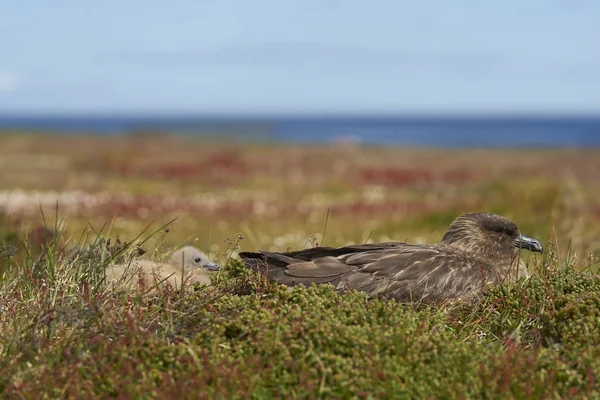 Vuxen Falkland Skua Catharacta Antarctica Med Kyckling Äng Bleaker Island — Stockfoto