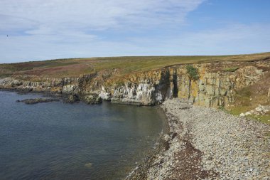 Rengarenk otlar ve Falkland Adaları'nda Bleaker adasının kıyı şeridi boyunca liken.