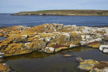 Falkland Adaları 'ndaki Bleaker Adası' nın kayalık kıyı şeridini kaplayan renkli liken ve bitkiler.