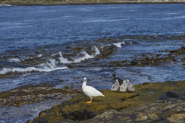 Falkland Adaları 'ndaki Bleaker Adası' nın kayalık kıyılarında bir çift yosun kazıyla (Chloephaga hybrida malvinarum).