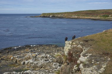 Uçuruma Falkland Adaları'nda Bleaker adasının üzerinde hindi akbabası (Cathartes aura jota) çifti.