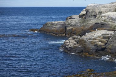 Rockhopper Penguenleri (Eudyptes chrysocome) Falkland Adaları 'ndaki Bleaker Adası kıyılarındaki kayalık bir çıkıntıdan denize açılıyorlar..