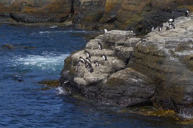 Rockhopper Penguenleri (Eudyptes chrysocome) Falkland Adaları 'ndaki Bleaker Adası kıyılarındaki kayalık bir çıkıntıdan denize açılıyorlar..