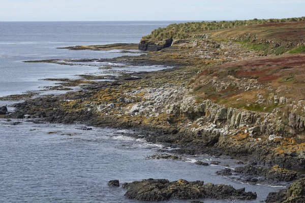 Hierbas Líquenes Colores Largo Costa Isla Bleaker Las Islas Malvinas —  Fotos de Stock