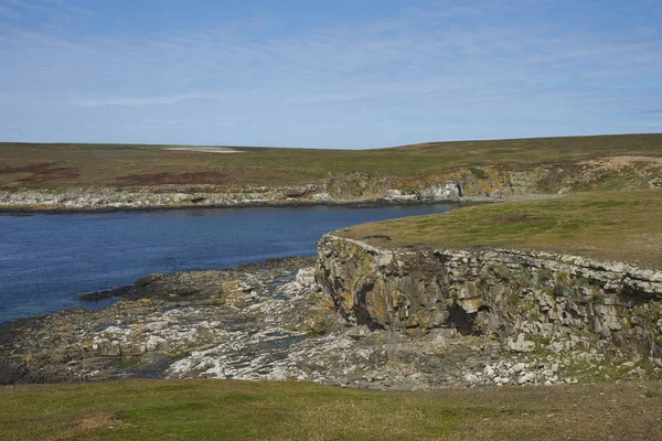 Barvitě Trav Lišejníků Podél Pobřeží Ostrova Bleaker Falklandských Ostrovech — Stock fotografie