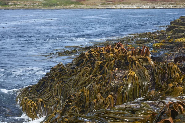 Bosque Kelp Tipo Alga Que Crece Largo Costa Rocosa Isla — Foto de Stock