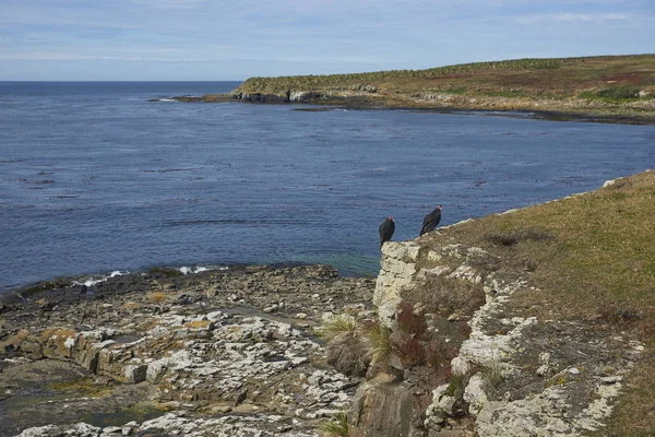 Paar Kalkoengier Cathartes Aura Jota Kliffen Van Bleaker Eiland Falklandeilanden — Stockfoto