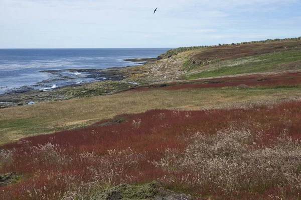 Hierbas Líquenes Colores Largo Costa Isla Bleaker Las Islas Malvinas —  Fotos de Stock