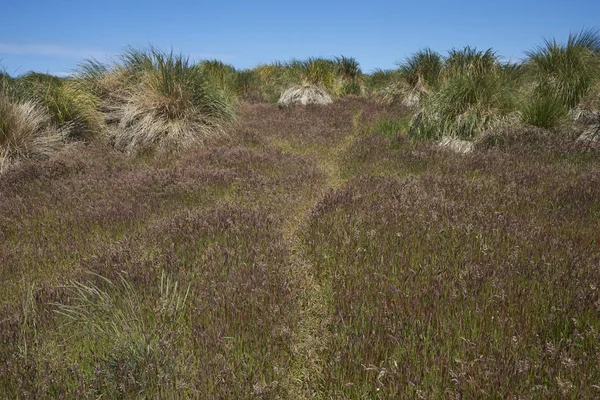 福克兰群岛Bleaker岛的风景草场 — 图库照片