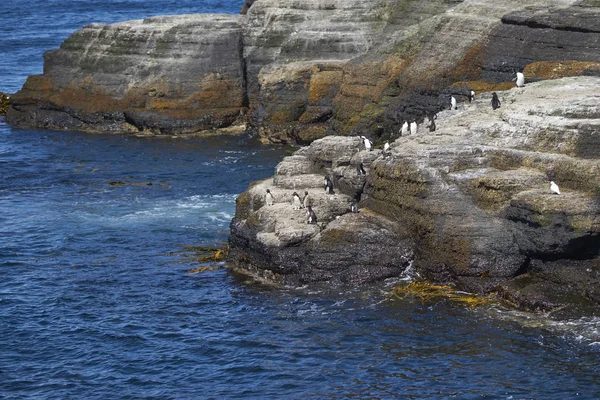 Πιγκουίνοι Rockhopper Eudyptes Chrysocome Που Κατευθύνονται Προς Θάλασσα Από Βραχώδη — Φωτογραφία Αρχείου