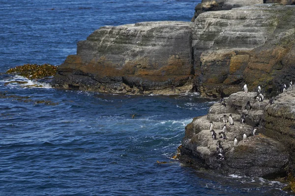 Pingouins Pèlerins Eudyptes Chrysocome Dirigeant Vers Mer Partir Affleurement Rocheux — Photo