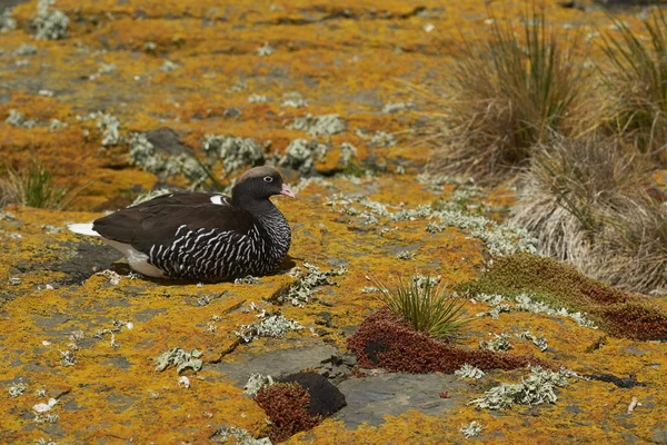 Kvinnliga Kelp Gås Chloephaga Hybrida Malvinarum Sitter Lav Omfattas Cliff — Stockfoto