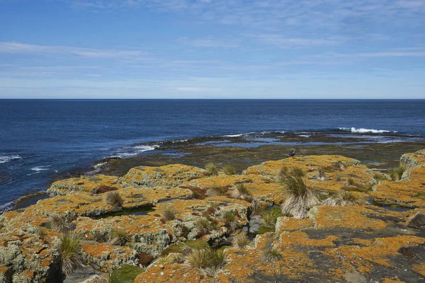 Lichens Plantes Colorés Recouvrant Littoral Rocheux Île Bleaker Sur Les — Photo