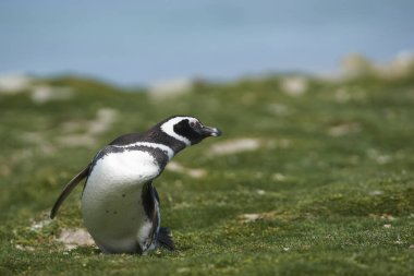 Macellan pengueni (Spheniscus magellanicus) iç Falkland Adalarındaki coast Bleaker adada denizden başlığı.