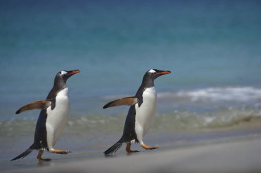 Gentoo penguenleri (Pygoscelis papua) geniş bir kumsalı Bleaker Adası Falkland Adaları'nda üzerine denizden yükselen.