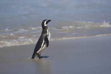 Macellan Pengueni (Spheniscus magellanicus) Falkland Adaları 'ndaki Bleaker Adası' ndaki kumlu büyük bir sahilde denizden doğar..