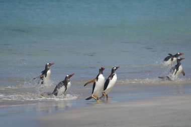 Gentoo penguenleri (Pygoscelis papua) geniş bir kumsalı Bleaker Adası Falkland Adaları'nda üzerine denizden yükselen.