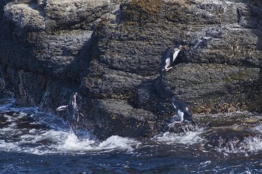 Rockhopper Penguenleri (Eudyptes chrysocome) Falkland Adaları 'ndaki Bleaker Adası' nın kayalık kayalıklarında karaya çıkıyorlar.
