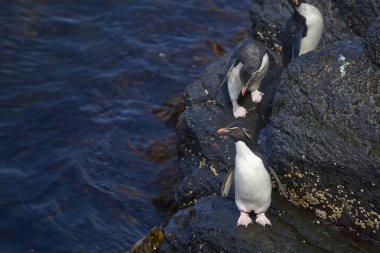Rockhopper Penguins (Eudyptes chrysocome) coming ashore on the rocky cliffs of Bleaker Island in the Falkland Islands clipart