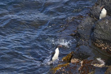 Rockhopper Penguenleri (Eudyptes chrysocome) Falkland Adaları 'ndaki Bleaker Adası' nın kayalık kayalıklarında karaya çıkıyorlar.