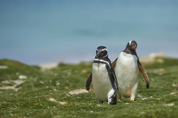 Magellanic Penguin Spheniscus Magellanicus Направляется Вглубь Суши Моря Побережье Острова — стоковое фото