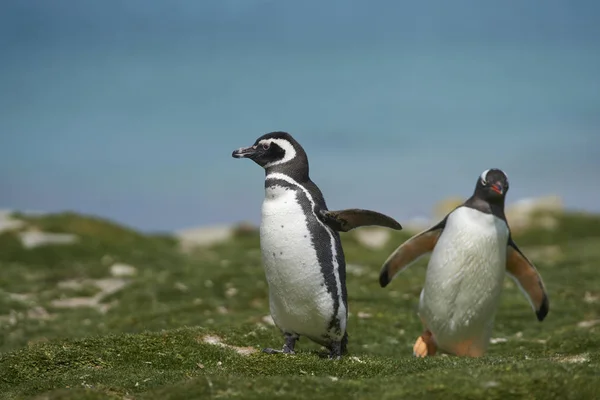 Tučňák Magellanský Spheniscus Magellanicus Směrem Vnitrozemí Moře Pobřeží Bleaker Ostrově — Stock fotografie