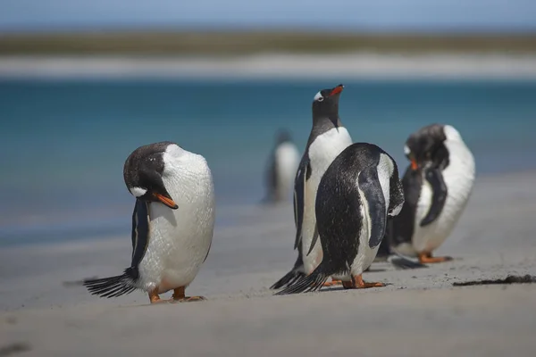 Gentoo Penguins Pygoscelis Papua Preening Themselves Emerging Sea Large Sandy — Stock Photo, Image