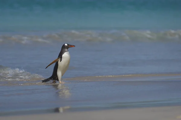 ジェンツー ペンギン ジェンツー フォークランド諸島の暗い島の広い砂浜に海から出現 — ストック写真