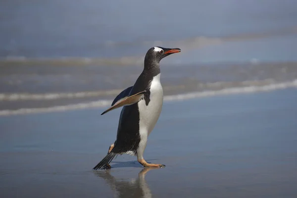 ジェンツー ペンギン ジェンツー フォークランド諸島の暗い島の広い砂浜に海から出現 — ストック写真