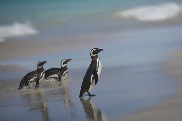 Pingwiny Magellana Spheniscus Magellanicus Wyłania Się Morza Dużej Piaszczystej Plaży — Zdjęcie stockowe