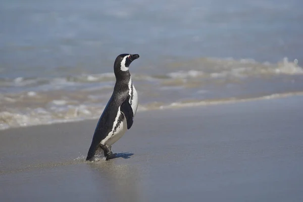 Magellanic Penguin Spheniscus Magellanicus Wynurzający Się Morza Dużej Piaszczystej Plaży — Zdjęcie stockowe
