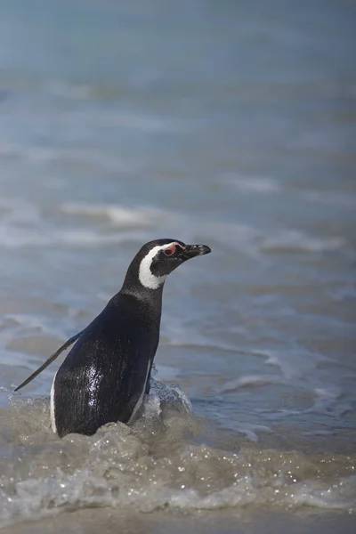 Magellanic Penguin Spheniscus Magellanicus Wynurzający Się Morza Dużej Piaszczystej Plaży — Zdjęcie stockowe
