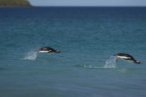Pingwiny Białobrewe Pygoscelis Papua Kąpiel Morzu Wybrzeżu Bleaker Wyspy Falklandy — Zdjęcie stockowe
