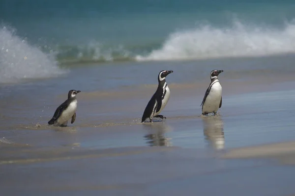 Penguins Beach Coming Ashore Sea Lion Island Falkland Islands —  Fotos de Stock