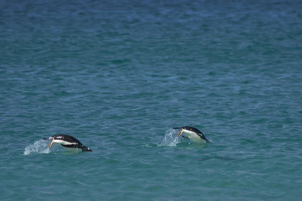 Gentoo Pinguïns Pygoscelis Papua Zwemmen Zee Voor Kust Van Bleaker — Stockfoto
