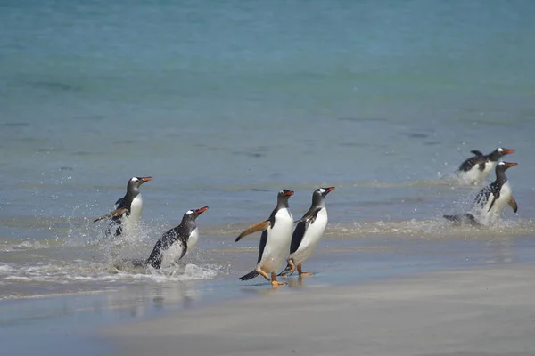 Gentoo Pingwiny Pygoscelis Papua Wyłania Się Morza Dużej Piaszczystej Plaży — Zdjęcie stockowe