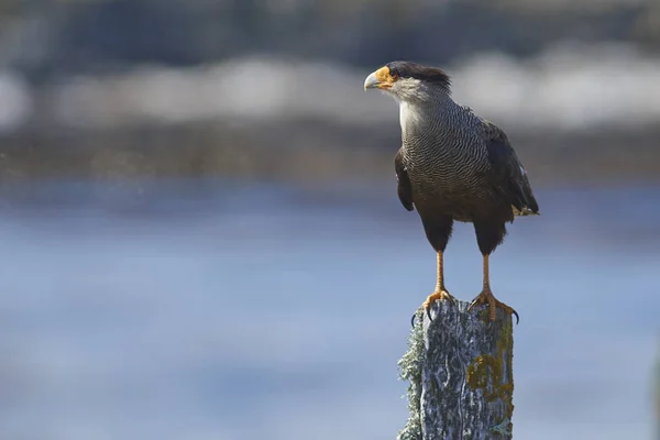 Южный Каракара Caracara Plancus Стоящий Столб Забора Острове Блейкер Фолклендских — стоковое фото