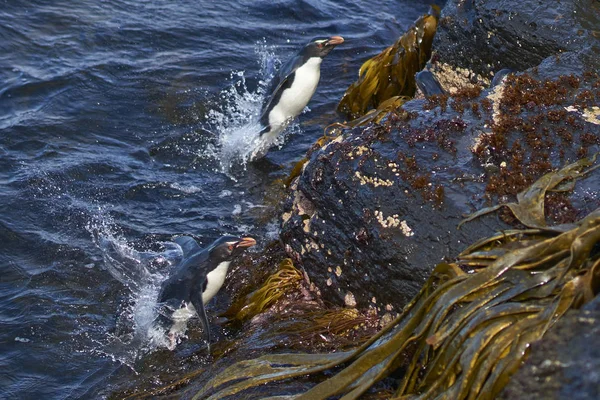 Pingüinos Rockhopper Eudyptes Chrysocome Que Desembarcan Los Acantilados Rocosos Isla —  Fotos de Stock