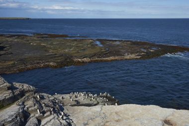 Uçuruma Falkland Adaları'nda Bleaker adasının üzerinde Rockhopper penguenler (Eudyptes chrysocome)          