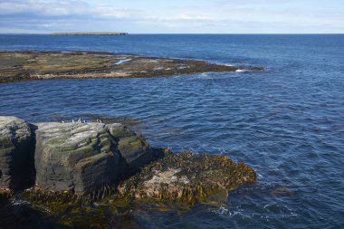 Uçuruma Falkland Adaları'nda Bleaker adasının üzerinde Rockhopper penguenler (Eudyptes chrysocome)          