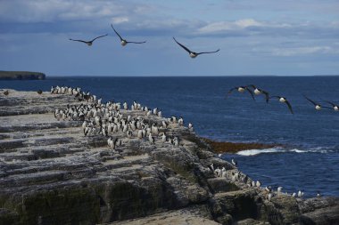 İmparatorluk Tepeli karabatak (Phalacrocorax atriceps albiventer) Falkland Adaları Bleaker sahil adada büyük grup    