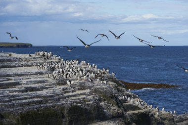 İmparatorluk Tepeli karabatak (Phalacrocorax atriceps albiventer) Falkland Adaları Bleaker sahil adada büyük grup    